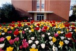 Hughes Hall - Tulips, 2002 by M. Turner
