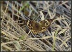 Common Buckeye by F. Victor Sullivan