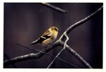 American Goldfinch by F. Victor Sullivan