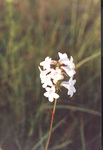 Beardtongue Flowers by F. Victor Sullivan
