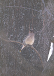 Cedar Waxwing by F. Victor Sullivan