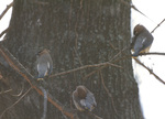 Cedar Waxwings by F. Victor Sullivan