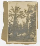 F 261 Palm Trees by Unknown